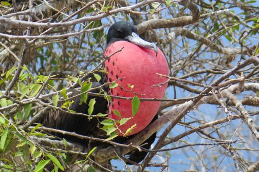 Colibri Nature Trail: A Rare Bird Watching Paradise