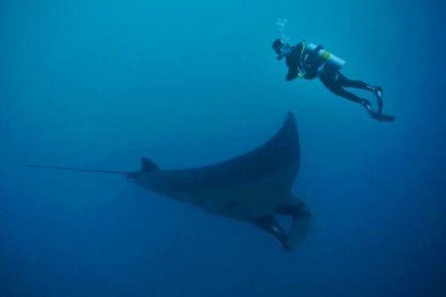 Diving with Giant Manta Rays